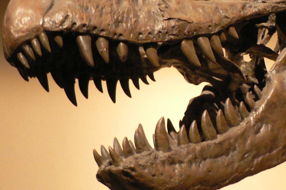 恐竜 の 歯